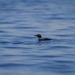 500彩票网最新开奖结果查询与历史号码汇总 3432bamo