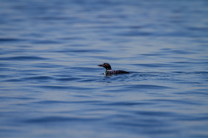500彩票网最新开奖结果查询与历史号码汇总