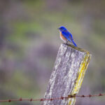 KBS电视台高清直播:精彩节目不容错过 5u2my